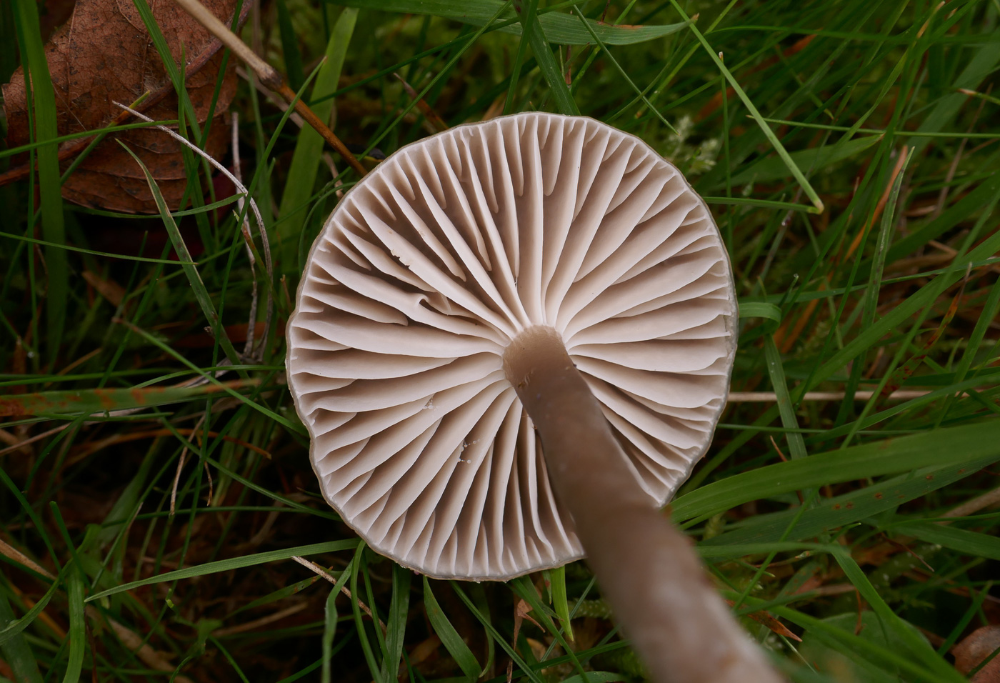 Photo © Jackie Ewan Gliophorus irrigatus by Jackie Ewan